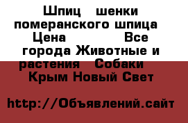 Шпиц - шенки померанского шпица › Цена ­ 20 000 - Все города Животные и растения » Собаки   . Крым,Новый Свет